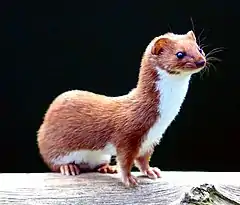 Least weasel