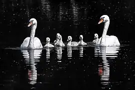 Family of mute swans