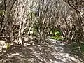 Forested tracks within the regional park