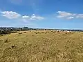 Sheep grazing on the fielded area at the top of Mutukaroa / Hamlin Hill