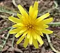 Microseris walteri flower