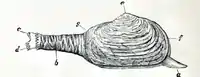 Mya truncata : a) foot b) siphon sheath c) exhalant siphon d) inhalant siphon e) umbones or beaks f) anterior g) posterior end of the shell