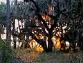 Myakka River Sunset