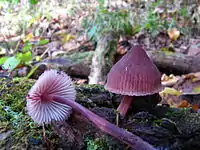 Mycena haematopus