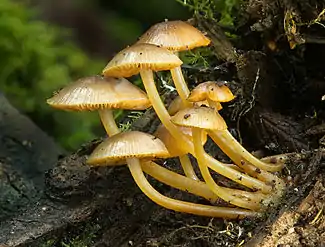 Image 8Mushrooms are considered a kind of fungal reproductive organ. (from Mycology)