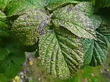 "Mycosphaerella rubi" on "Rubus" sp.