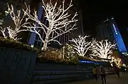 Trees lit up in December 2017