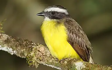 M. s. columbianusDarién National Park, Panama