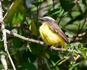 M. s. pallidiventrisSão Paulo, Brazil