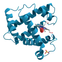 Structural drawing of the myoglobin molecule