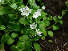 Flowers of M. pansa subsp. pansa