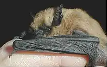 Myotis californicus