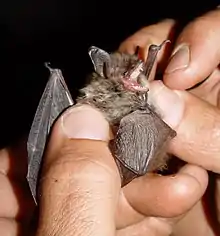 A whiskered bat (Myotis mystacinus), who is quite displeased at being handled.