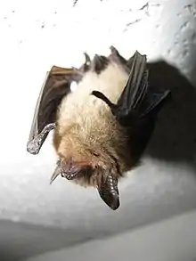 Myotis septentrionalis