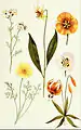 Gilia tricolor botanical illustration