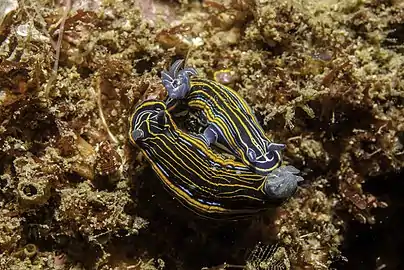 A mating pair in Sagres, Portugal