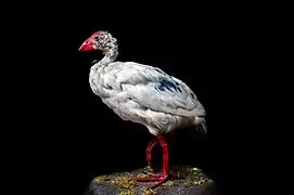 Mounted Lord Howe Island Swamphen (NML-VZ D3213). One of only two specimens of this species in existence.