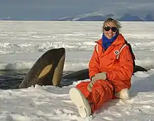 NOAA marine ecologist Lisa Ballance with a curious baby orca, possibly a new species. Southern Ross Sea, Antarctica.