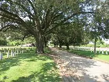 Old trees along Military Cemetery Road