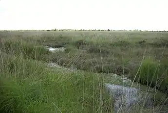 A bog in  Ostfriesland