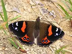 Vanessa gonerilla,New Zealand red admiral