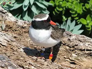 Shore plover