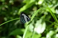 Green-banded line-blue at Mission Beach