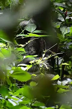 Nagayakshi under a Saptarna Tree