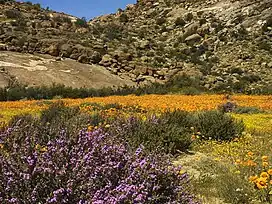 Flowering Desert