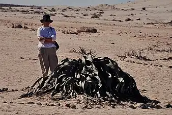 Person standing beside Welwitschia plant for scale