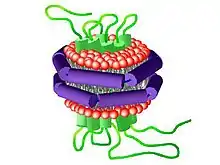 Schematic illustration of a nanodisc with a 7-transmembrane protein embedded.