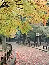 A path inside the park