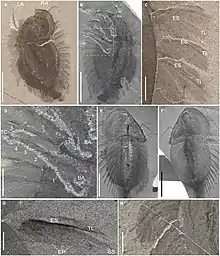 Fossils of Naraoia compacta (Nektaspida)