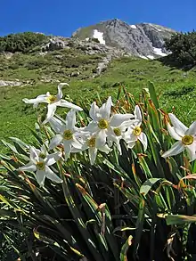 Narcissus poeticus blooming in Styria, Austria