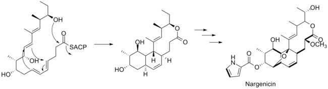 Last steps of the biosynthesis of Nargenicin.