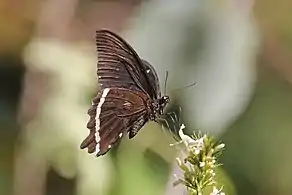 P. n. pseudonireus, Harenna Forest, Ethiopia