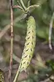 caterpillar, Romania