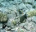 A rockmover wrasse gets cleaned by a Hawaiian cleaner wrasse while an orangespine unicornfish waits its turn