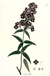 Osbeckia ternifolia