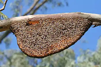 The lower part of the natural comb of Apis dorsata has a number of unoccupied cells