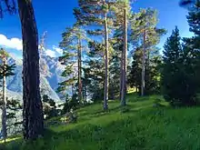 Image 33Preserved internal alpine forest and meadow, Vanoise National Park (from Alps)