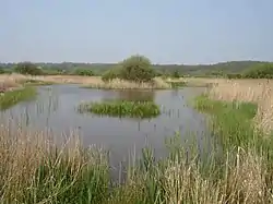 [Filsham Reedbed