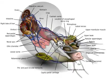 Image 10Nautilus diagramDiagram: K.D. SchroederAnatomical diagram of an adult female chambered nautilus, the best known species of nautilus, a "living fossil" related to the octopuses.  The animal has a primitive brain that forms a ring around its oesophagus, has four gills (all other cephalopods have only two), and can only move shell-first (seemingly "backwards") by pumping water out through its funnel.  The shell and tentacles are shown here as shadows.More selected pictures