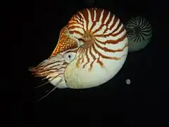 Pair of N. macromphalus in Sandal Wood Bay