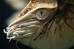 Nautilus (Nautilus pompilius) eye