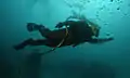 Diver Swimming