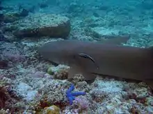 A wild tawny nurse shark