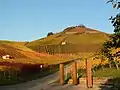 Vineyards on Scheuerberg mountain