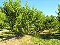 Growing of nectarines and peaches