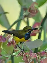 Male of C. j. plateni, Manado